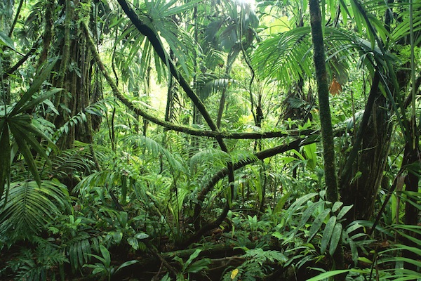 Dense Jungle